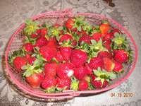 Strawberries_from_the_russian_farmer