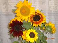 Sunflowers_from_the_russian_farmer
