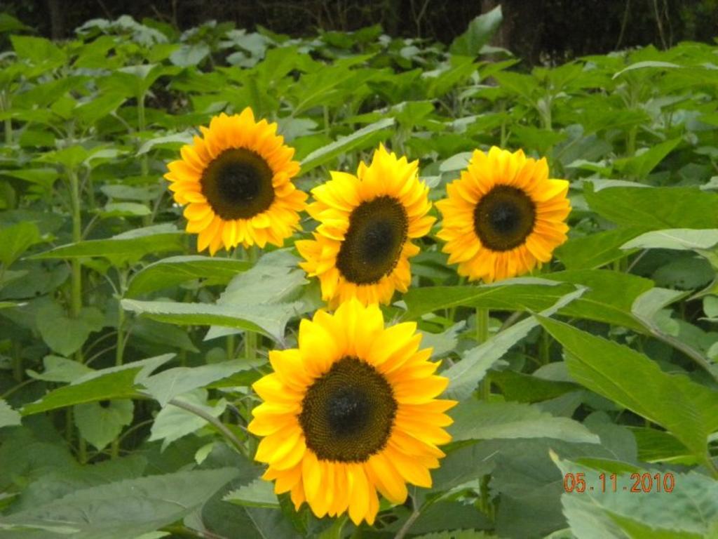 More_sunflowers_from_the_russian_farmer