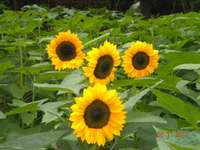 More_sunflowers_from_the_russian_farmer