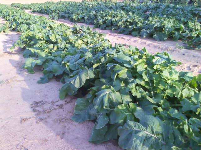 Florida Broadleaf Mustard