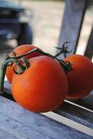 Tomatoes_by_mango