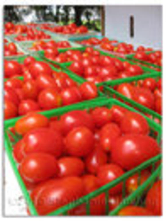 Tomatoes_from_no._pulaski_farms