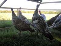 Farmgirl_turkeys