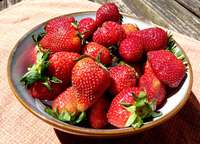 Barnhill_strawberries